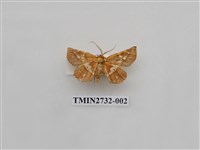 藏品(尺蛾288)的圖片